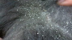 Distrike u psa: príčiny a liečba, ľudská alergia